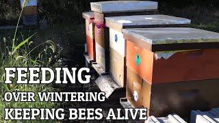 FEEDING/OVERWINTERING/KEEPING YOUR BEES ALIVE