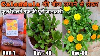 How to grow Calendula from Seeds, with update||