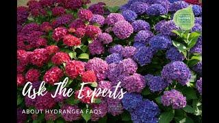 Unlocking The Secrets Of Hydrangeas: Ask the Experts about Hydrangeas