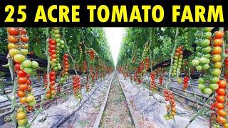 25 Acre High-tech Tomato Farm | Greenhouse Tomato Farming