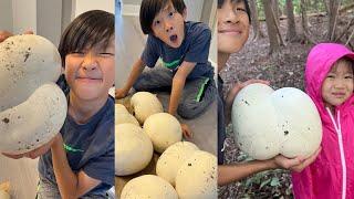 Giant Puffball Mushrooms EVERYWHERE!!  FullHappyBelly