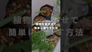 【完全保存版】茎伏せで観葉植物を簡単に増やす方法（パート2） #植物のある暮らし #植物 #観葉植物インテリア #観葉植物のある暮らし #観葉植物初心者 #茎伏せ