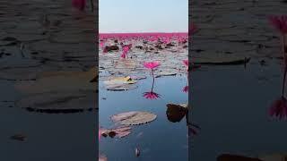 Red Lotus Lake Thailand