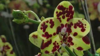 How to Grow Orchids - TvAgro por Juan Gonzalo Angel