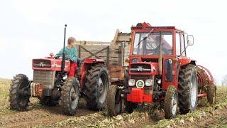 MASSEY FERGUSON Vintage Sugarbeet Harvest | Special Built Tractors in The Field