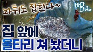 그냥 알아서 찾아온 멸치 떼가 무려 10배 가격. 집 앞에서 돈 쓸어 담는 어부 / 남해 죽방렴 멸치잡이 / #바다다큐