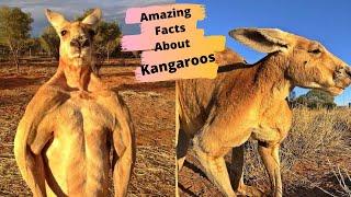 15 Amazing Facts About Kangaroos