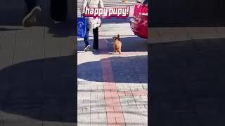 happy and jumping Pupy！！