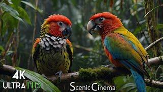 Songbirds Of The Forest - Rainforest Calls | Scenic Cinema With Nature & Bird Sounds 4K