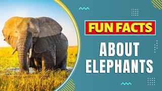 Fun Facts about Elephants 