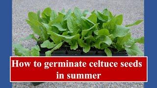 How to germinate celtuce seeds in summer