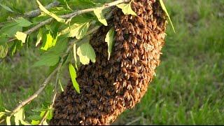 How to Start Your Own Beehive: Start With a Swarm!