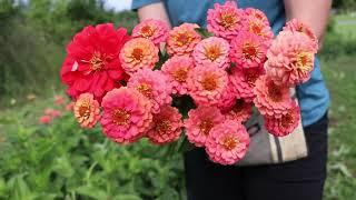 Real-time Flower Farm Harvest : ASMR Calm and Peaceful Posies : Flower Hill Farm