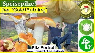 Pilzportrait - Der Goldtäubling -seltene & essbare  Speisepilze im Pilz Portrait!