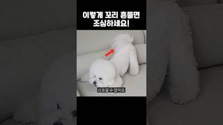 강아지가 꼬리 흔들면 조심하세요…