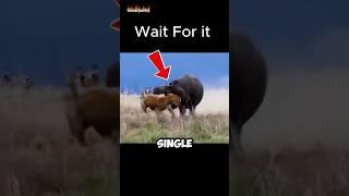 Lion vs. Hippo: King of the Jungle Meets River Beast! 