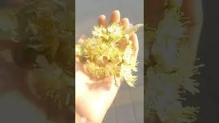 тот самый медовый нектар липовый цвет