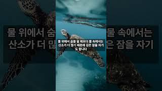 당신이 몰랐던 거북이의 비밀