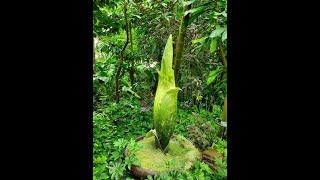 Missouri Botanical Garden Corpse Flower Cam