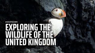 Exploring the Wildlife of the United Kingdom