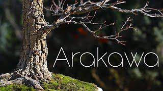 Japanese Maple "Arakawa" One Year as a Bonsai - Arkefthos Bonsai