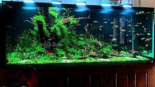 5 Most Beautiful Rainbowfish Aquarium | Best Rainbow Fish Tank