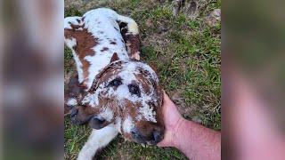 Rare two-faced calf affectionately named 'Deux Face' born on Acadiana farm