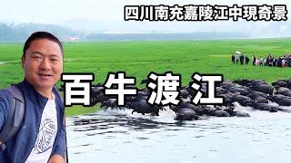 The Jialing River is now a wonder  with hundreds of cattle crossing the river and eating grass acro