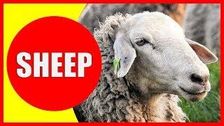 SHEEP VIDEOS FOR KIDS - Facts about Sheep for Children, Preschoolers and Kindergarten