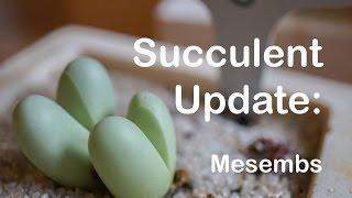 Mesemb Succulent Update: July 2016