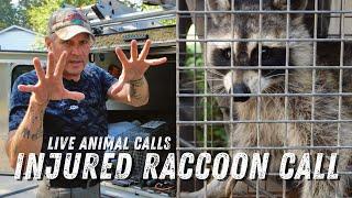 2.2 Dealing With an Injured Raccoon - The Wildlife Command Center