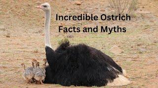 Revealing Incredible Ostrich Facts and Myths  #ostriches #birds #amazingfacts #factsaboutanimals