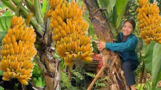 Harvesting Bananas Goes To Market Sell, Cooking