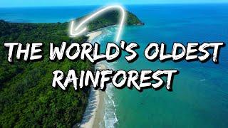 Cape Tribulation & The Daintree Rainforest 2023! - Featuring David Attenborough 