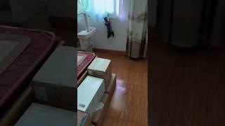 动作如此敏捷 跳跃能力杠杠的Awesome jumping skills. #cat #funny #jump #energy #shorts