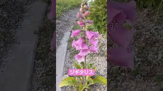 ジギタリス、ピンクの花、属名はラテン語で、指袋