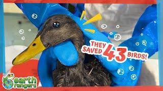 These Oil-covered Birds Need Help Now! | Earth Rangers
