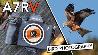 Sony A7R V: Bird Photography / Birds In Flight Review (+ Bird Eye AF Explained)