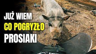  CO POGRYZŁO PROSIAKI  znam odpowiedź ! MOJE MINI ZOO / odc. 388