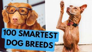 TOP 100 Smartest Dog Breeds Ranked