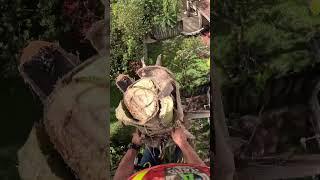 Tree service in Miami #arborist #francobrothersllc #treeservice #fyp #money #lawnmowingbusiness