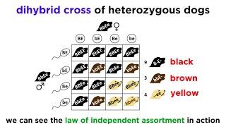 Beyond Mendelian Genetics: Complex Patterns of Inheritance