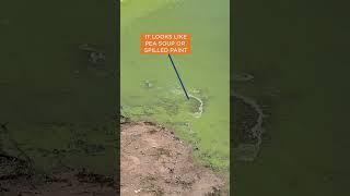 Visitors asked to avoid water at Bartlett Lake due to potentially toxic algae