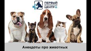 Первый Ветеринарный Центр