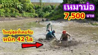 เหมาบ่อ 7,500บาท บ่อ14ปี เจอปลาใหญ่กว่าทุกบ่อ | Ep.081