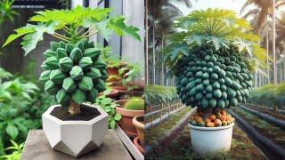 How to grow down super dwarf papaya trees in pots | How to grow papaya tree