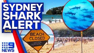 Sydney beach closed after 15 sharks spotted by drone | 9 News Australia