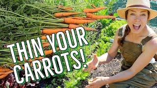 How and Why to Thin Your Carrots 