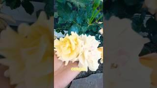 #розарий #розы #цветениероз #дачнаяжизнь #дачанаюге #садоводничество #цветоводство #дача #садогород