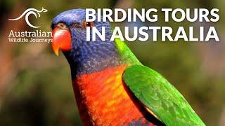 Birding Tours in Australia | Australian Wildlife Journeys